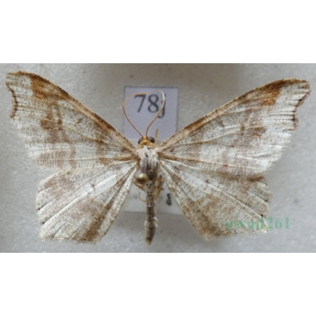 Macaria alternata (Denis & Schiffermüller, 1775) male Witalnik zmiennik Czech78j